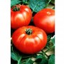 Tomate-Marmande-hative-2228-1