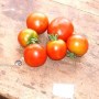 tomate108